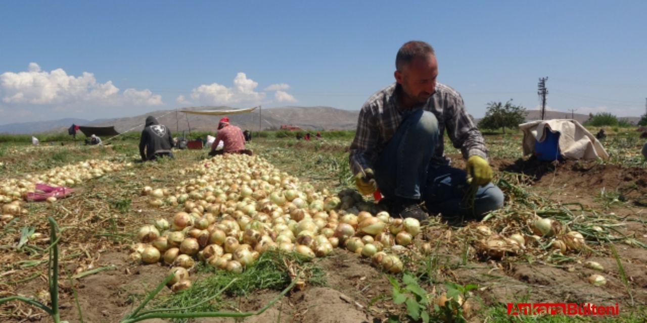 Soğan üreticileri açıkladı. Soğan kaç TL?