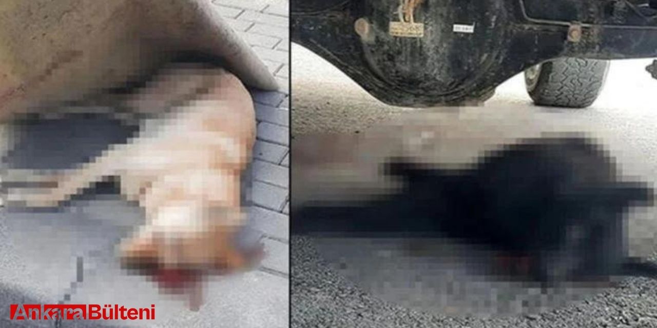 Ankara'da 2 köpeği öldüren şahsa hapis cezası!