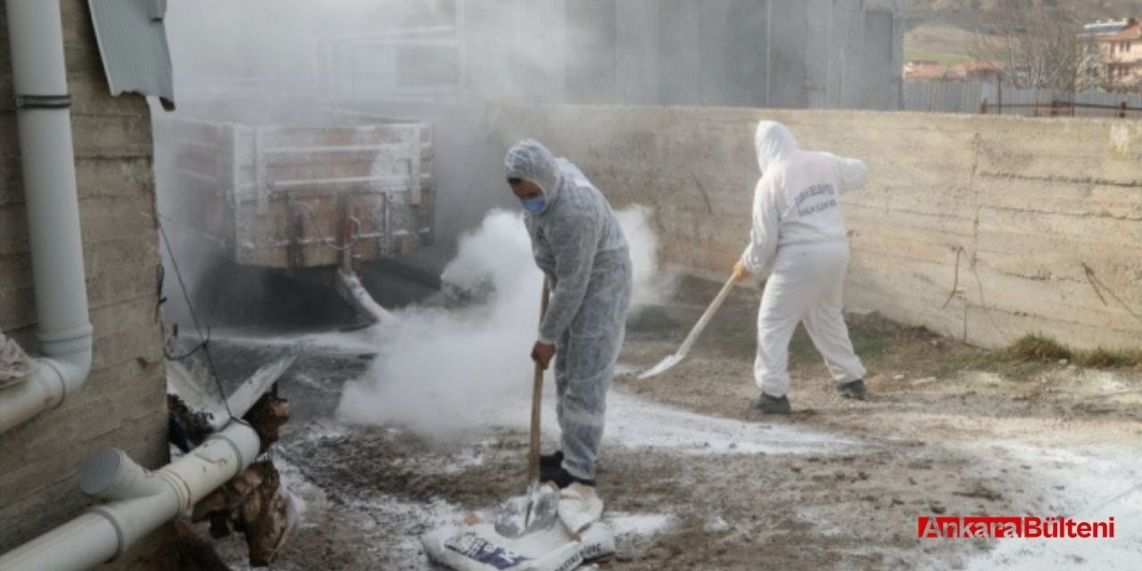 Ankara'nın Çubuk ilçesinde şap hastalığını önlemek amacıyla çalışma başlatıldı!