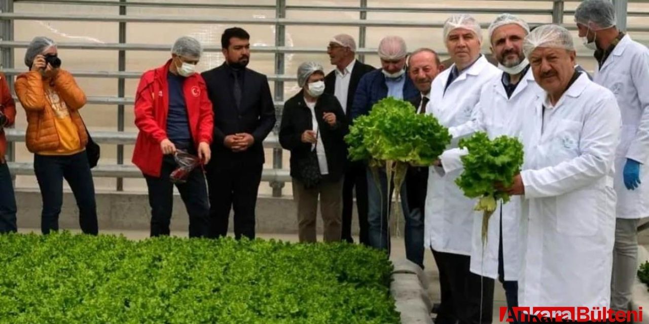 Ankara Haymana'da Jeotermal serada ilk hasat sevinci yaşandı!