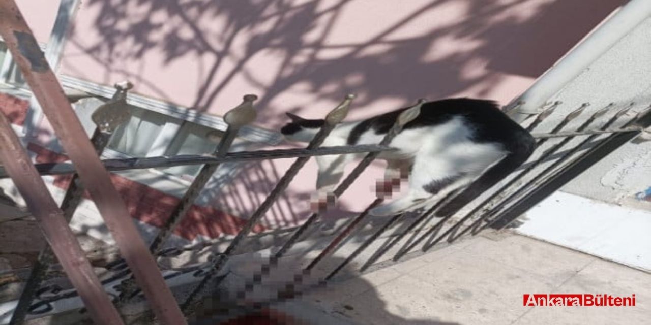 Ankara Sincan'da demir parmaklıklara sıkışan kedi kurtarıldı!