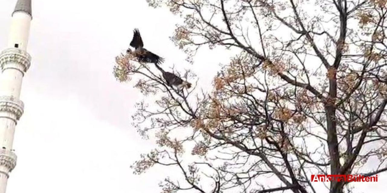 Ankara'da kedi ve karga kavgası cep telefonlarına yansıdı!