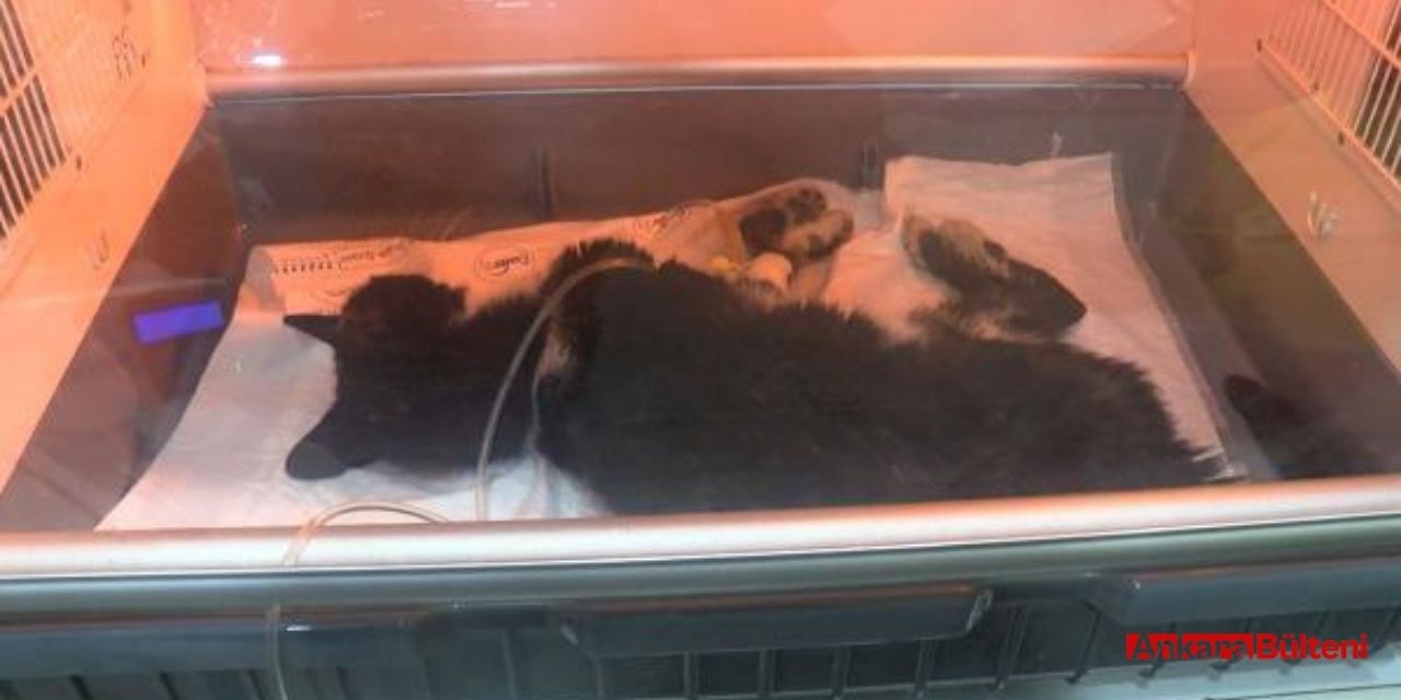 Kadıköy'de dehşete düşüren toplu kedi katliamı!