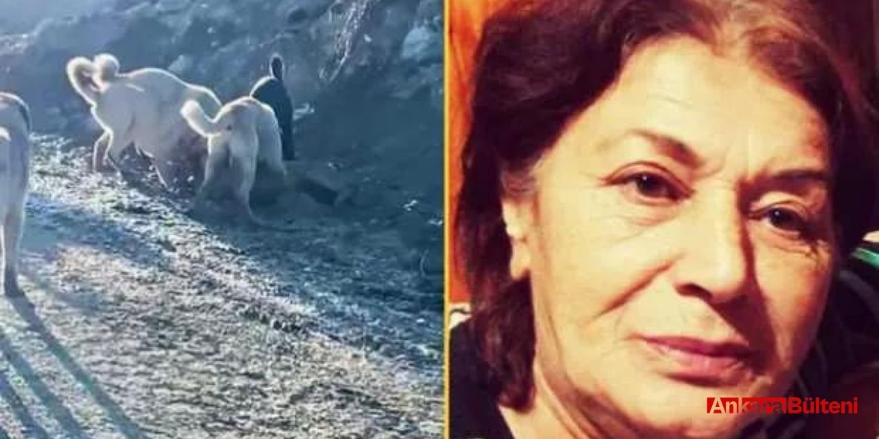 Ankara'da başıboş köpeklerin saldırısına uğrayan 70 yaşındaki kadın yaralandı